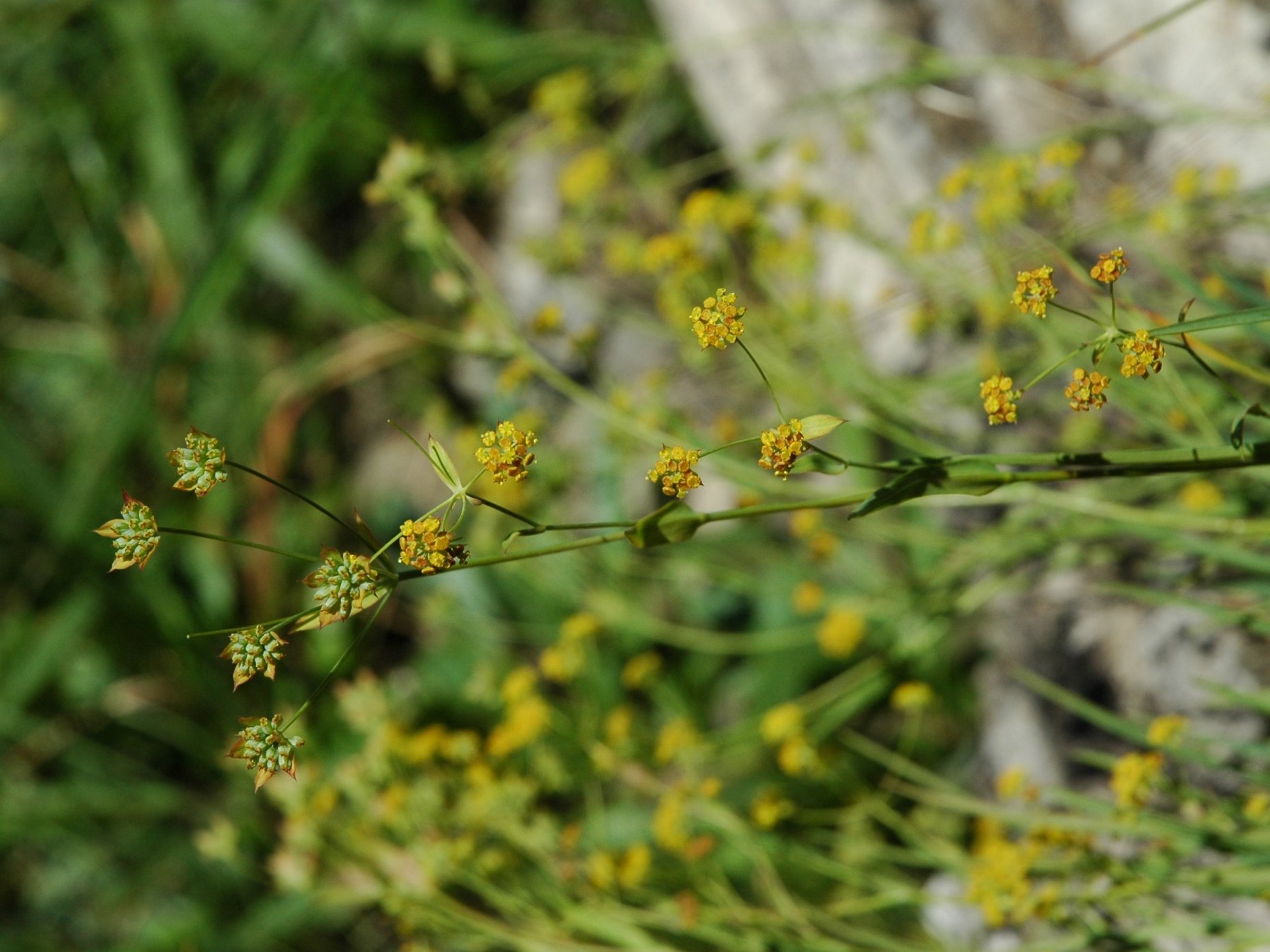 Bupleurum ranunculoides / Buplero ranuncoloide